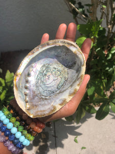 Abalone Shell / Stand